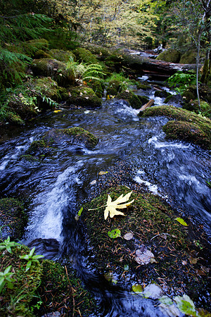Oregon Forest Stream