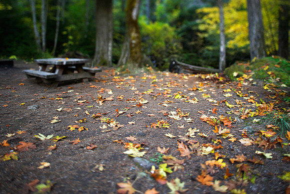 The Picnic Table