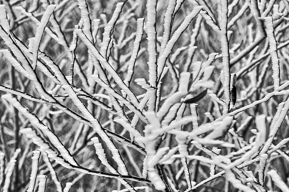 Frost Covered Branches, Saline Valley Road - Death Valley