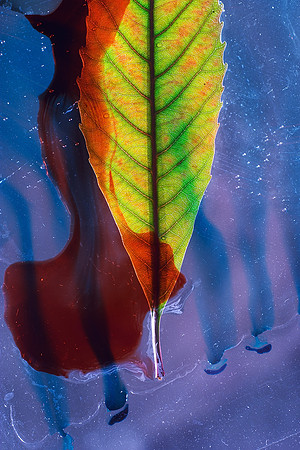 Red Yellow Blue Unknown Leaf