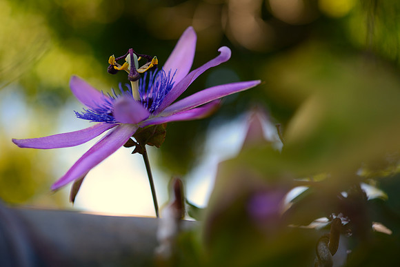 Flower on the Fence