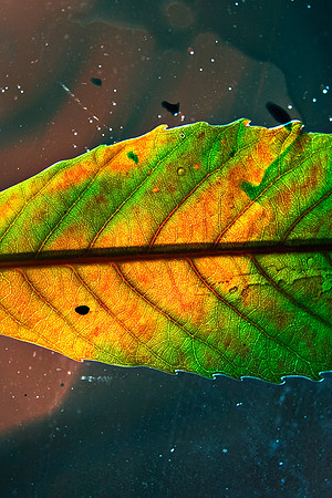 Green and Yellow Unknown Leaf