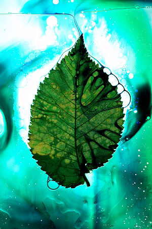 Blue and Green - Unknown Leaf