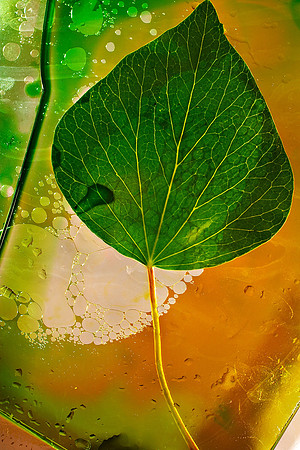 Ivy Leaf