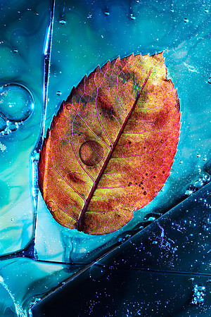 Rose Leaf