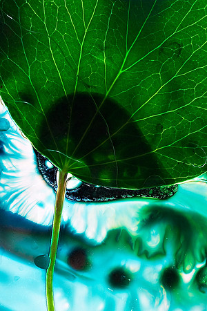 Ivy Leaf II