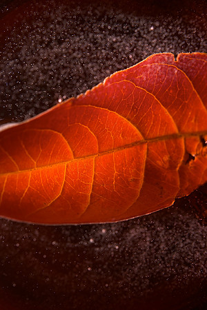 Galaxy Leaf
