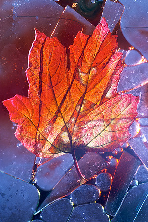 Orange and Blue Leaf