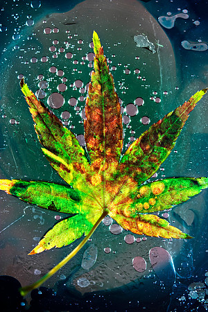 Japanese Maple Leaf