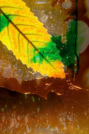 Yellow Unknown Leaf