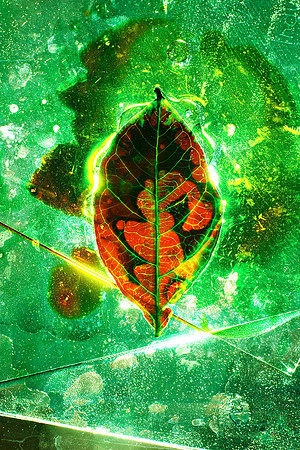 Green Hulk Leaf