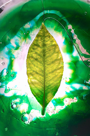 Lemon Leaf