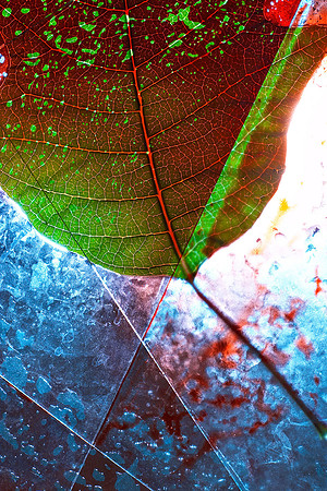Poinsettia Leaf