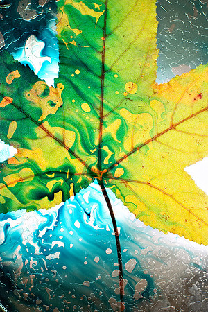 The First Leaf