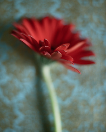 Red Daisy