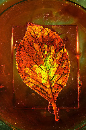 Hydrangea Leaf