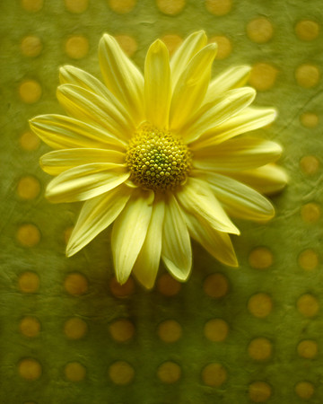 Yellow Dots