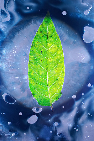 Blue Circle Leaf
