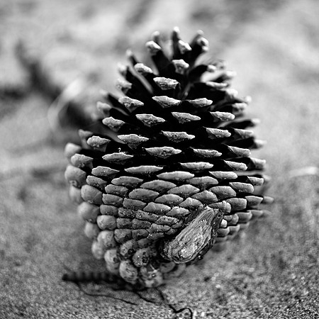 Pinecone