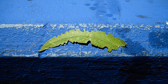 Green Leaf on Blue
