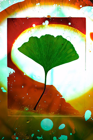 Ginko Leaf