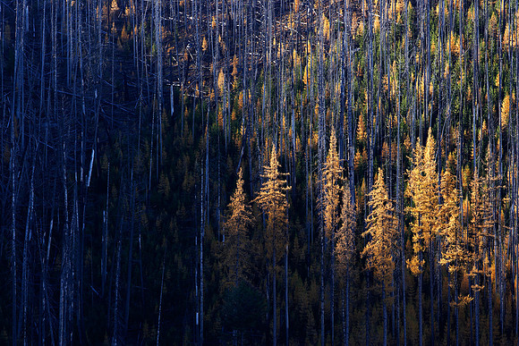 Larch Highway