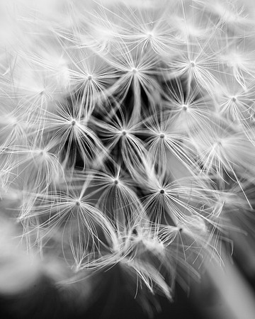 Dandelion Wisps