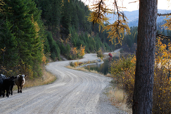 Path of the Cows, Washington