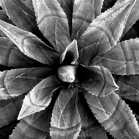 Spines