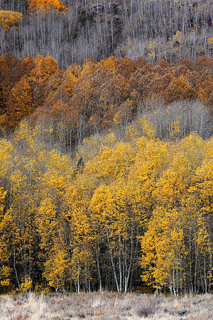 Eastern Sierra Trees