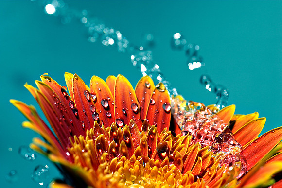 Daisy Splash