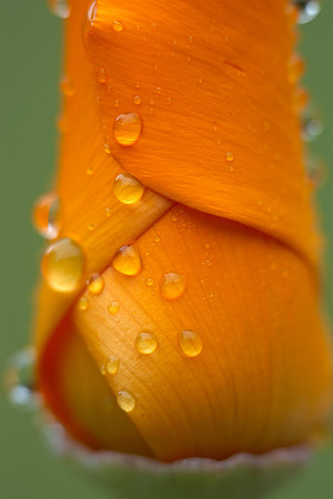 California Poppy