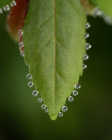 Rose Petal Rain Drops