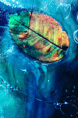 Rose Leaf III