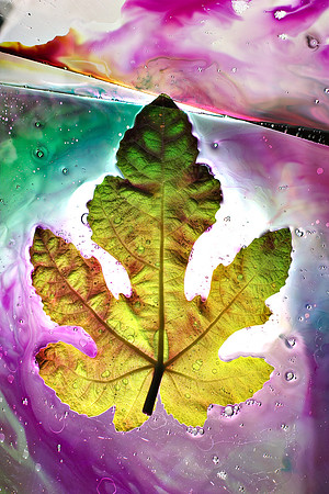 Fig Leaf