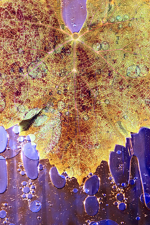 Terodelgo Leaf
