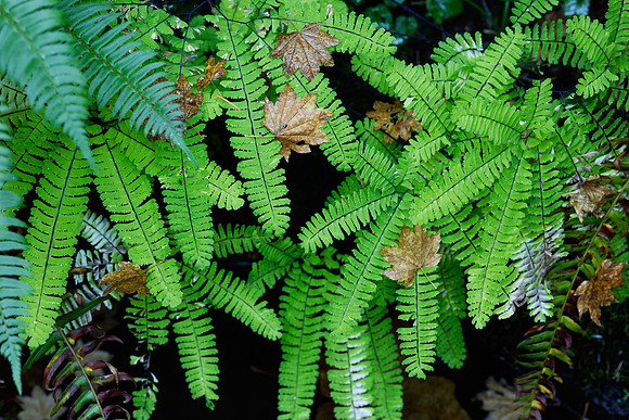 Oregon Ferns