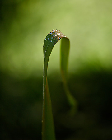Blade of Grass, Adorned with Water