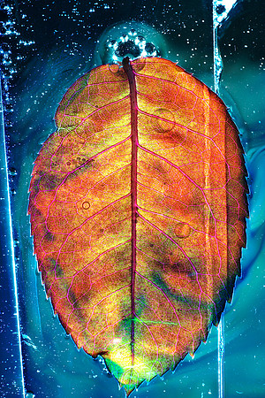 Rose Leaf II