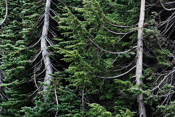 Dancing Trees